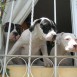 Mis tres peques